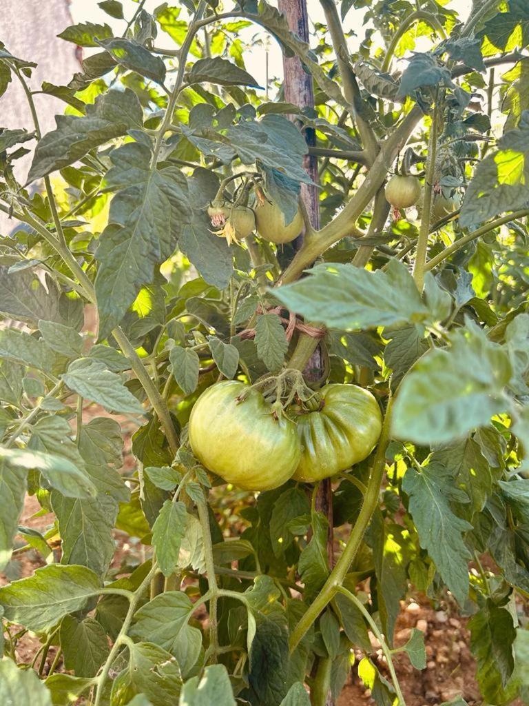 Vila Kuca Za Odmor Sika Sinj Exteriér fotografie